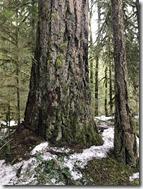 Salmon-Huckleberry Wilderness