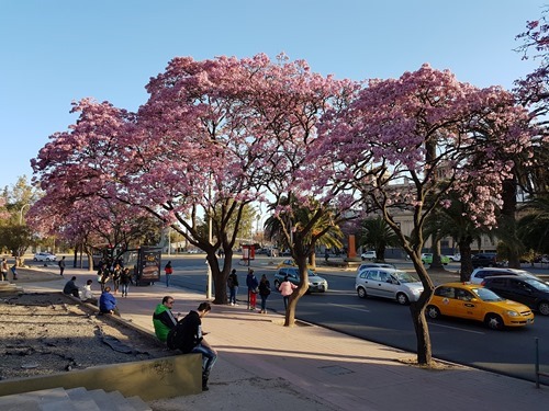 Blooming trees