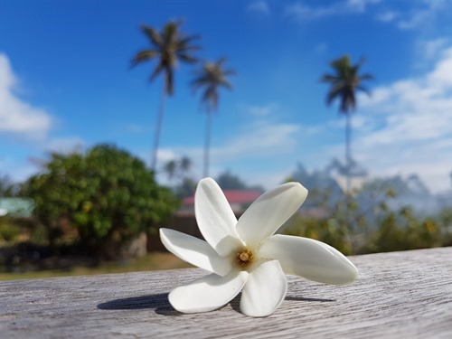 A traditional Tahitian flower