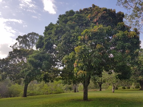 Mango trees, full of fruit (and surrounded by ants)