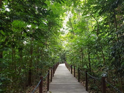 The Rainforest Walk