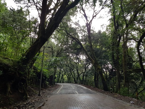 Driving through the trees around the lake