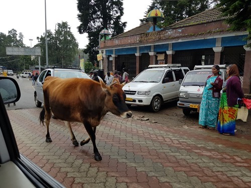 Cows own the road
