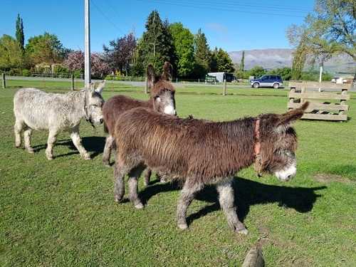 Donkeys