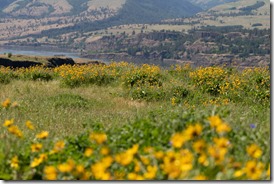 Tom McCall Nature Preserve