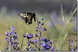 Tom McCall Nature Preserve