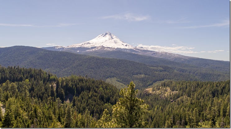 Mt Hood Forest