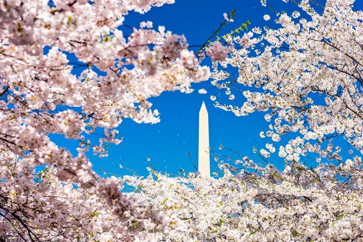 The National Park Service says peak bloom will happen in early April in Washington, D.C.