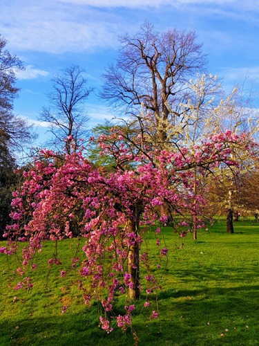 Blossoms in Hyde Park