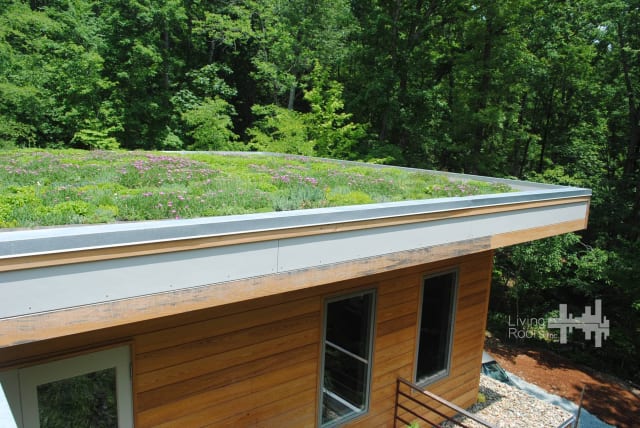 An extensive green roof on a residential building. (Image courtesy of Living Roofs.)