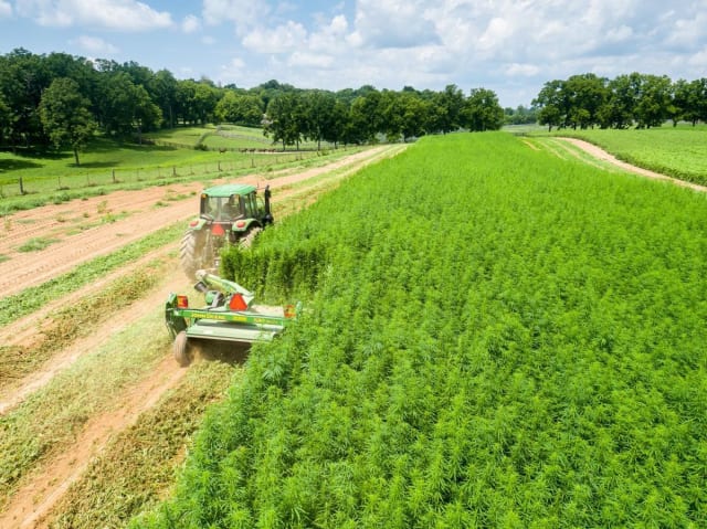 A hemp field in Kentucky. Soon, fields like this will supply “engineered wood” that could replace hardwoods like oak. (Image courtesy of Matt Barton, University of Kentucky.)