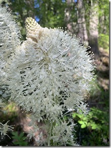 Bear Grass