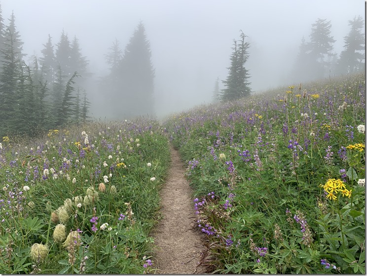 Paradise Park Wildflowers