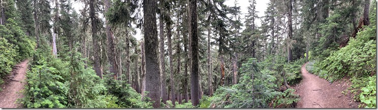 Timberline to Paradise Park Trail