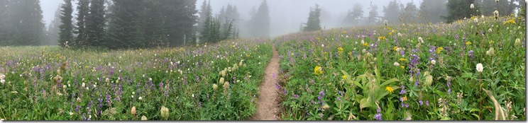 Paradise Park Wildflowers