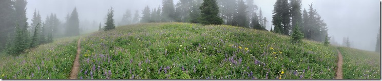 Timberline to Paradise Park Trail