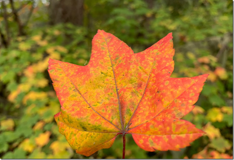 Fall Leaves