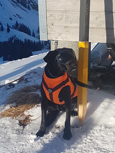 Avalanche dog