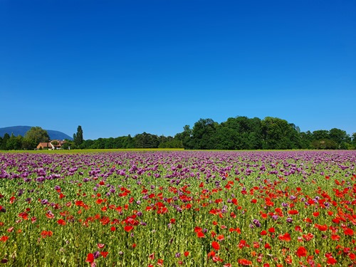 Purple poppies