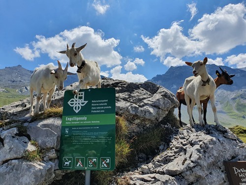 More goats