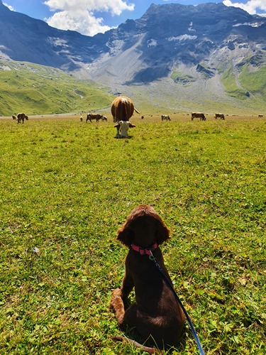 Daisy meets her first cow