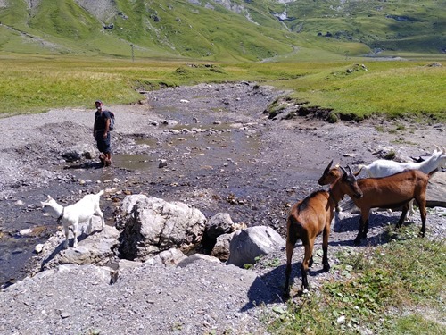 Puppy and goats