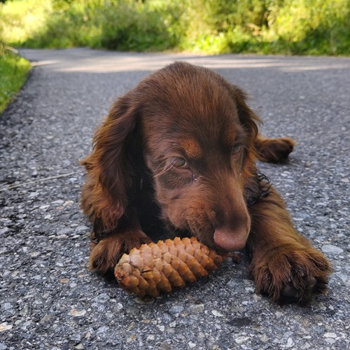 Nibbling a pine cone