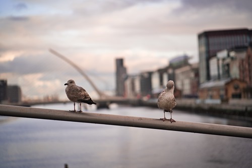 Gulls