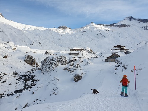 Snowshoeing with the puppy