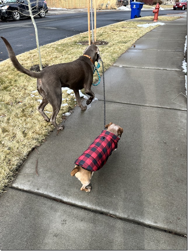 My silver lab named Coho enjoys walking a ffriend’s dog.
