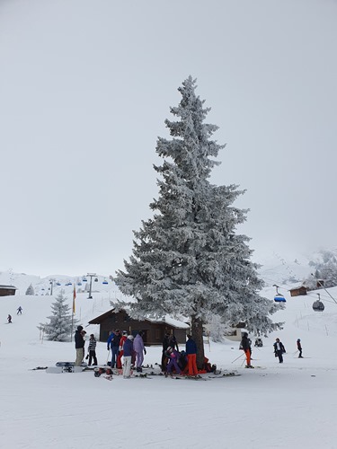 A snow-filled tree