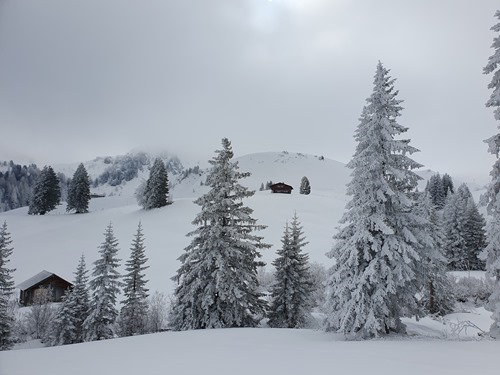 Lots of snow-filled trees